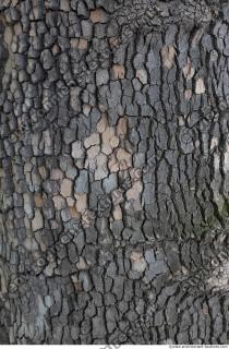 wood tree bark 0011